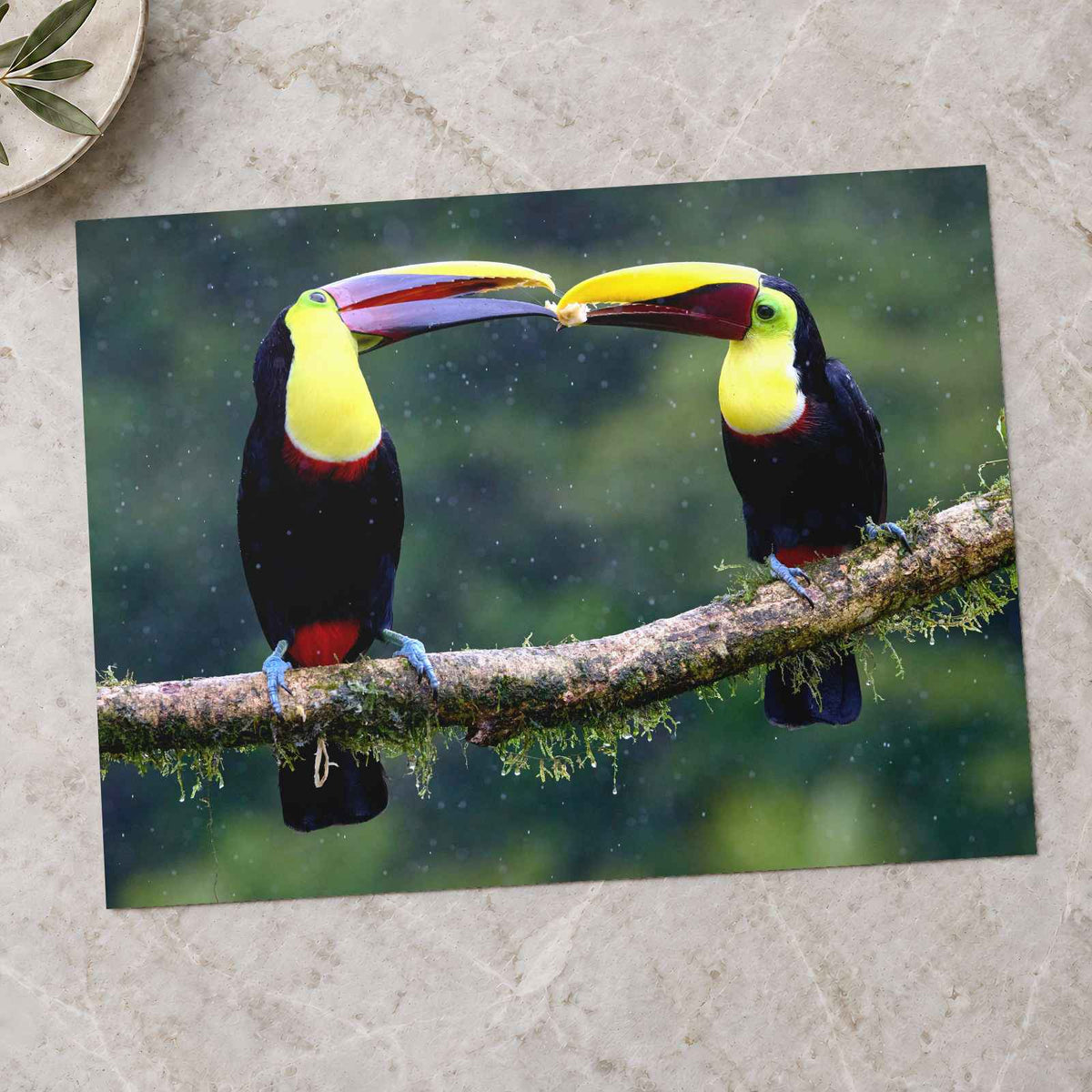 Two Colorful Toucans Sitting in Rain by Zdeněk Macháček Photo Print Wall Decor
