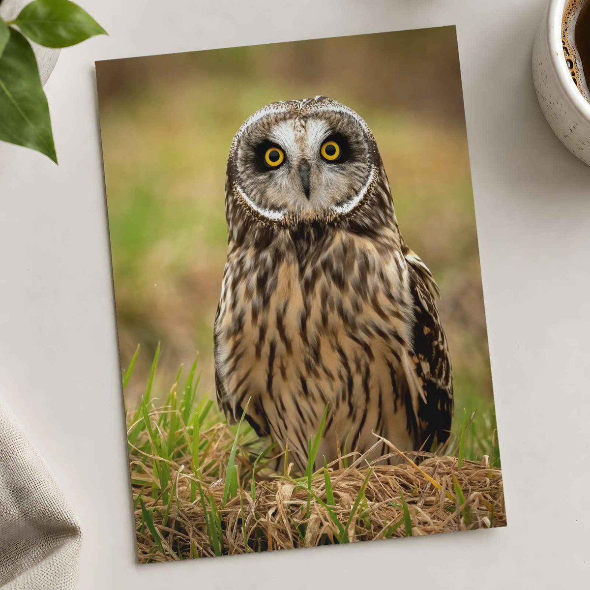 Short-Eared Owl on Ground Photo Wall Print (5 Sizes) - Printed in USA