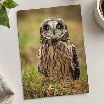 Short-Eared Owl on Ground Photo Wall Print (5 Sizes) - Printed in USA