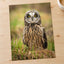 Short-Eared Owl on Ground Photo Wall Print (5 Sizes) - Printed in USA