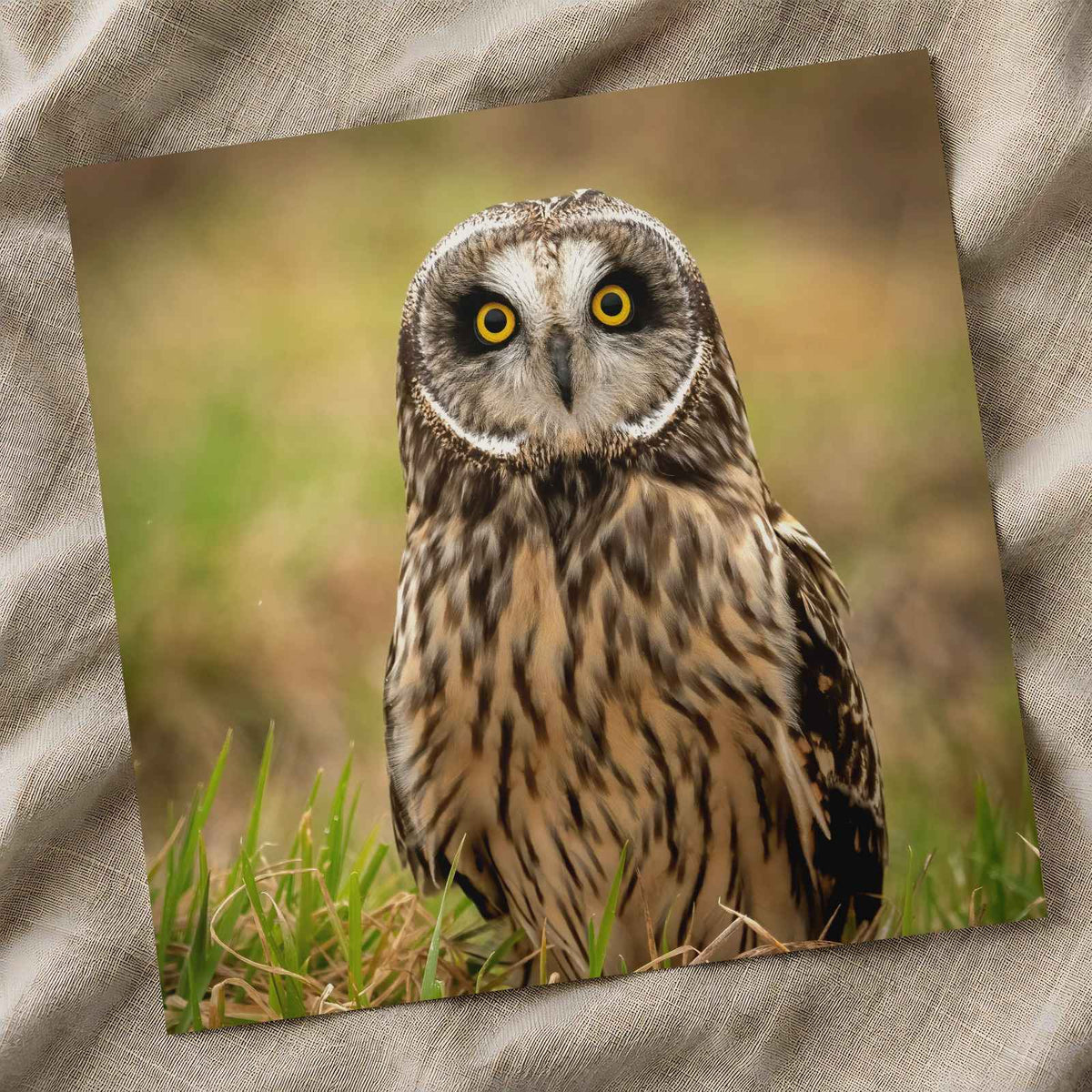 Short-Eared Owl on Ground Photo Wall Print (5 Sizes) - Printed in USA