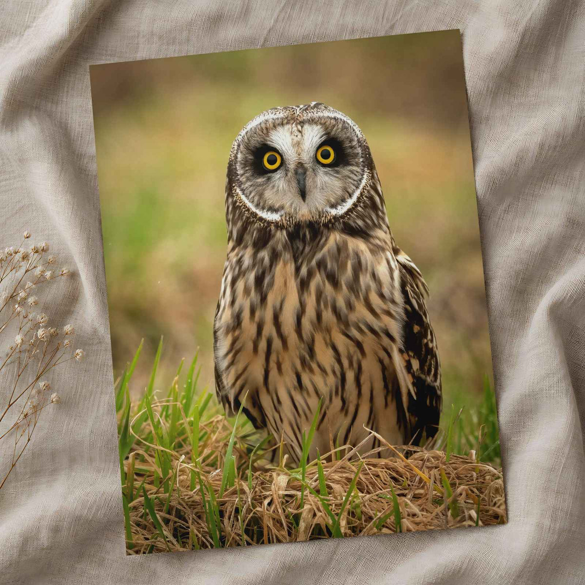 Short-Eared Owl on Ground Photo Wall Print (5 Sizes) - Printed in USA