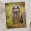 Short-Eared Owl on Ground Photo Print Wall Decor