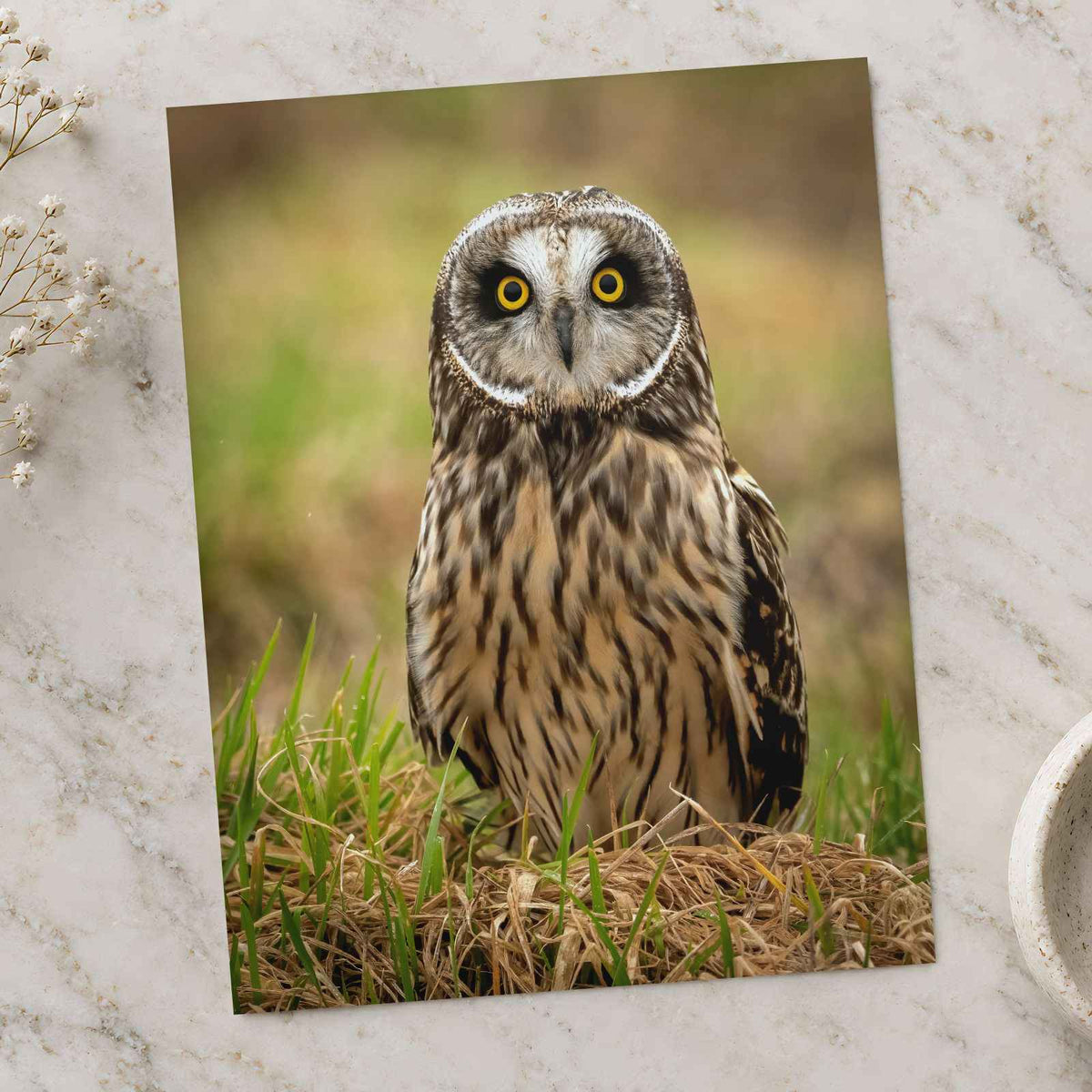 Short-Eared Owl on Ground Photo Print Wall Decor