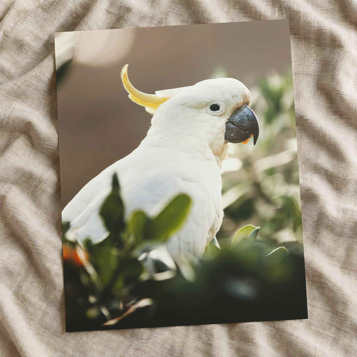 Cockatoo Sitting in Tree Photo Wall Art (5 Sizes) - Ready to Frame