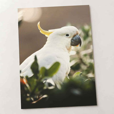 Cockatoo Sitting in Tree Photo Wall Art (5 Sizes) - Ready to Frame