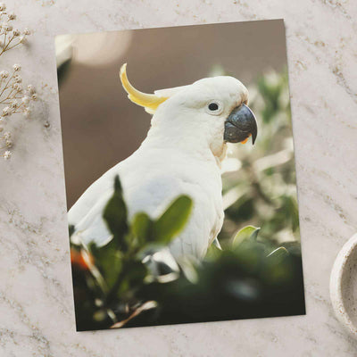 Cockatoo Sitting in Tree by Joshua Earle Photo Print Wall Decor