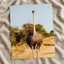 Ostrich Walking Down a Dirt Road Photography Print (7 Sizes) - Printed in USA