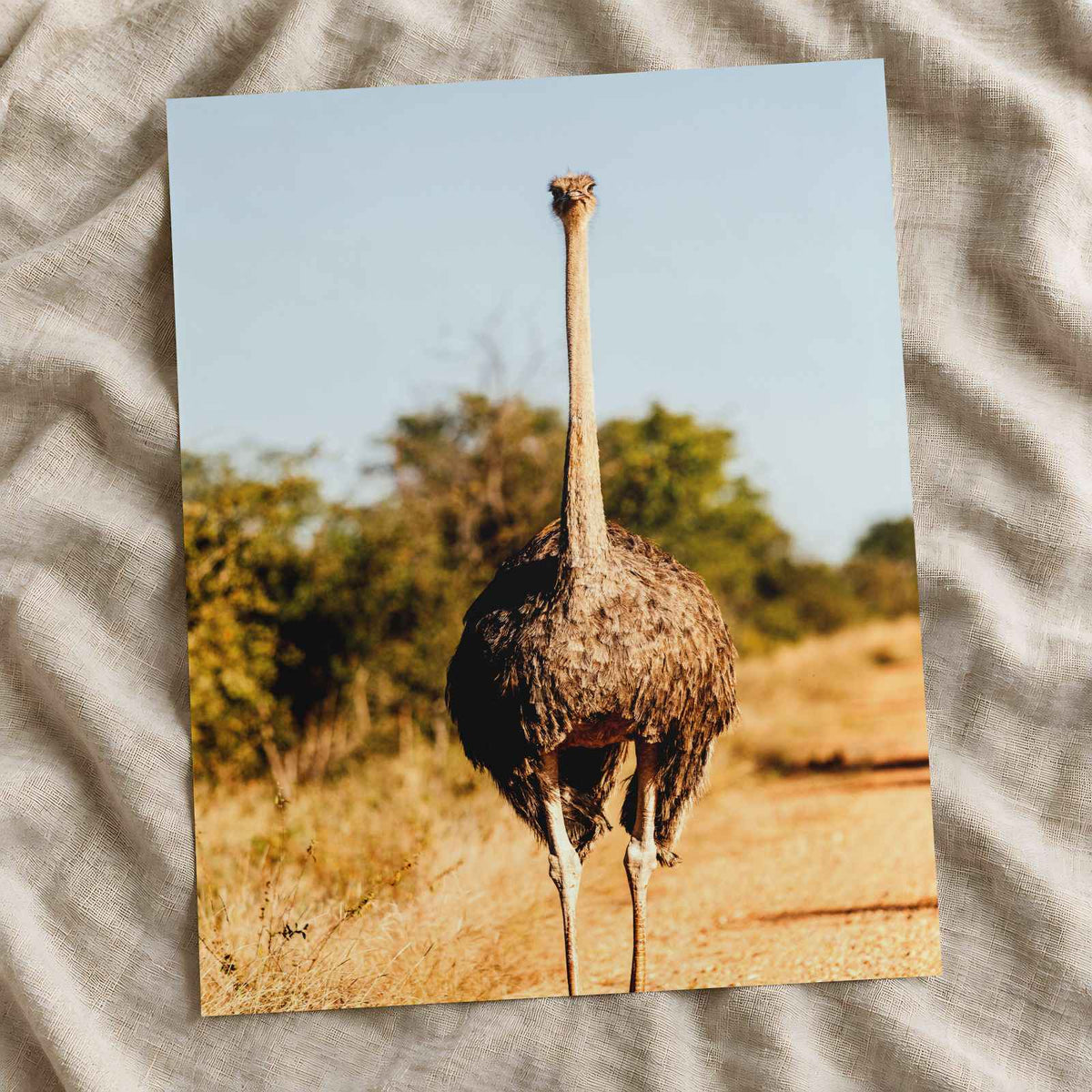 Ostrich Walking Down a Dirt Road Photography Print (7 Sizes) - Printed in USA