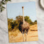 Ostrich Walking Down a Dirt Road Photography Print (7 Sizes) - Printed in USA