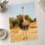 Ostrich Walking Down a Dirt Road Photography Print (7 Sizes) - Printed in USA
