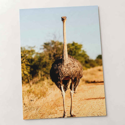 Ostrich Walking Down a Dirt Road Photography Print (7 Sizes) - Printed in USA
