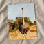Ostrich Walking Down a Dirt Road Photography Print (7 Sizes) - Printed in USA