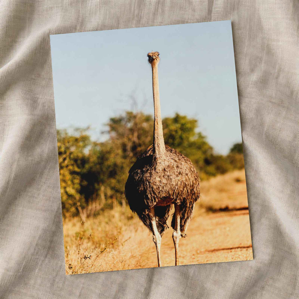 Ostrich Walking Down a Dirt Road Photography Print (7 Sizes) - Printed in USA