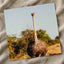 Ostrich Walking Down a Dirt Road Photography Print (7 Sizes) - Printed in USA