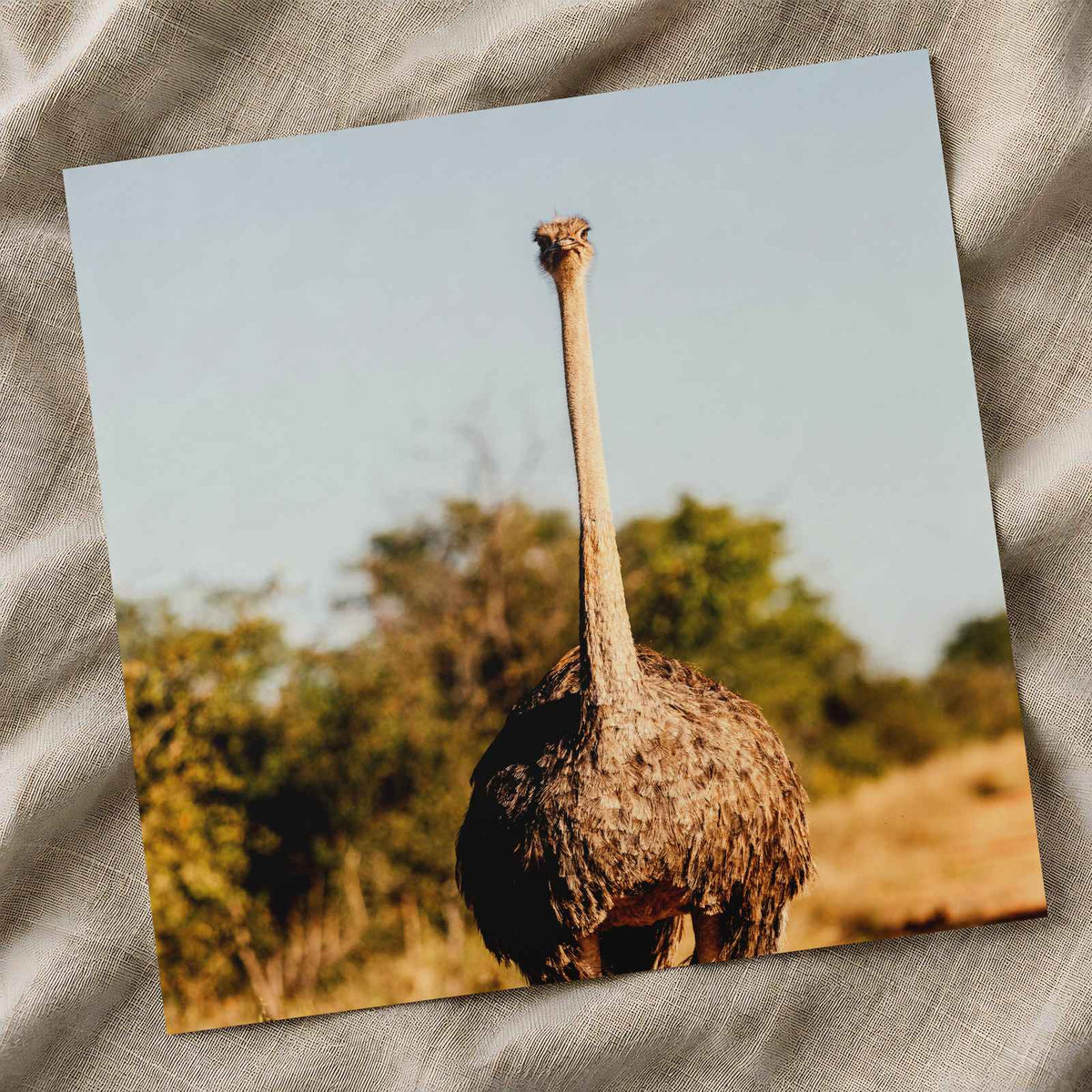 Ostrich Walking Down a Dirt Road Photography Print (7 Sizes) - Printed in USA