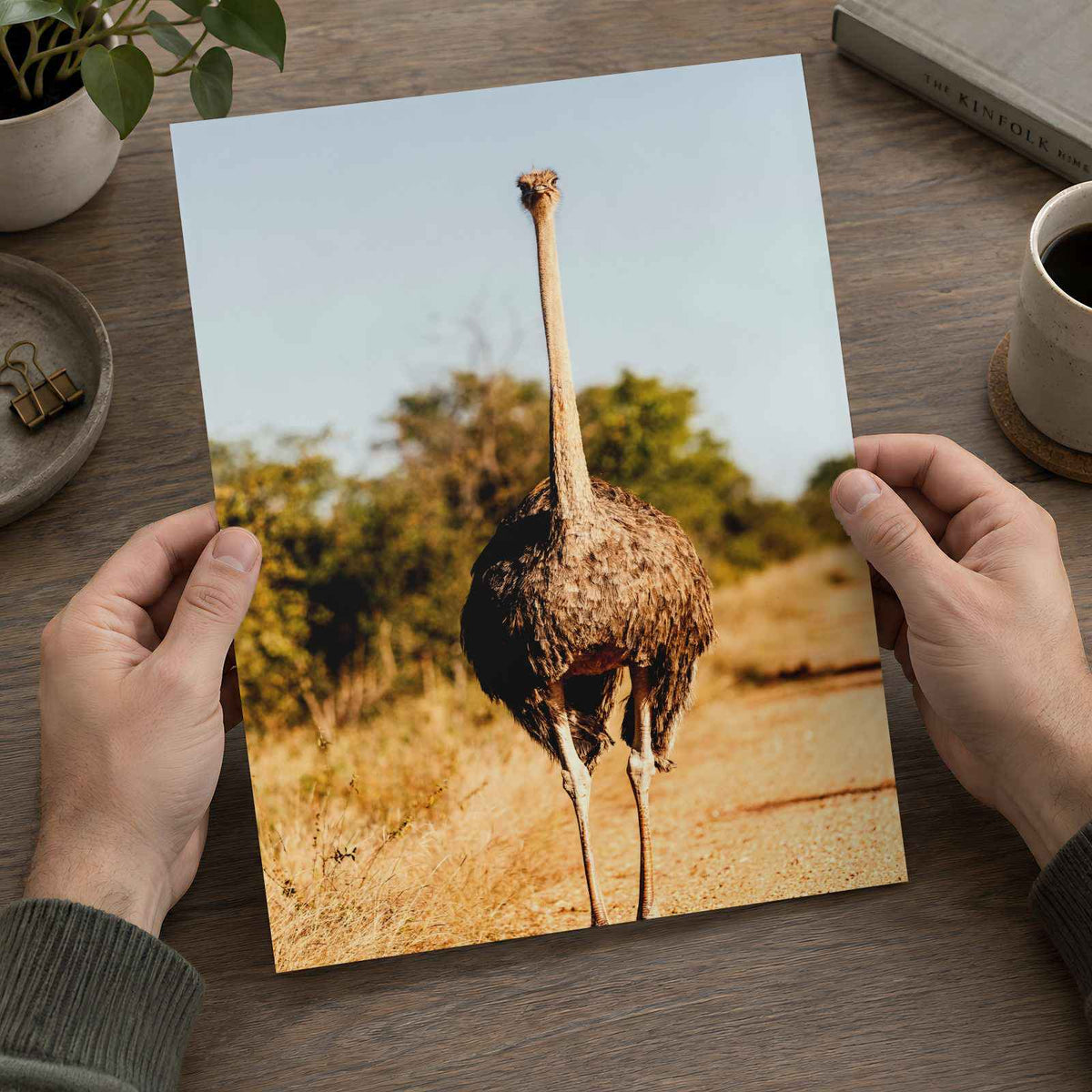 Ostrich Walking Down a Dirt Road Photography Print (7 Sizes) - Printed in USA