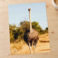 Ostrich Walking Down a Dirt Road by Pierre Lemos Photo Print Wall Decor