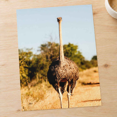 Ostrich Walking Down a Dirt Road by Pierre Lemos Photo Print Wall Decor