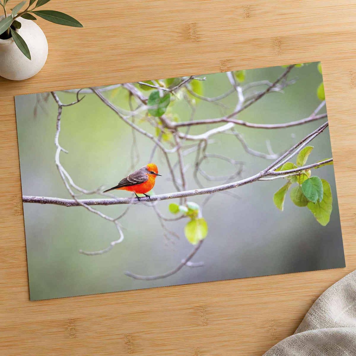 Small Orange Bird Perched on Tree Branch Photo Print (7 Sizes) - Heavyweight