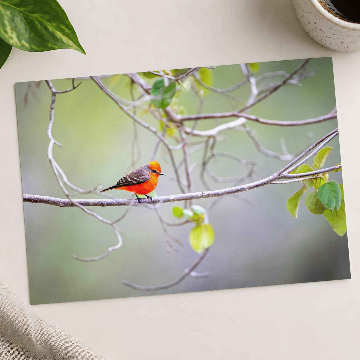 Small Orange Bird Perched on Tree Branch Photo Print (7 Sizes) - Heavyweight