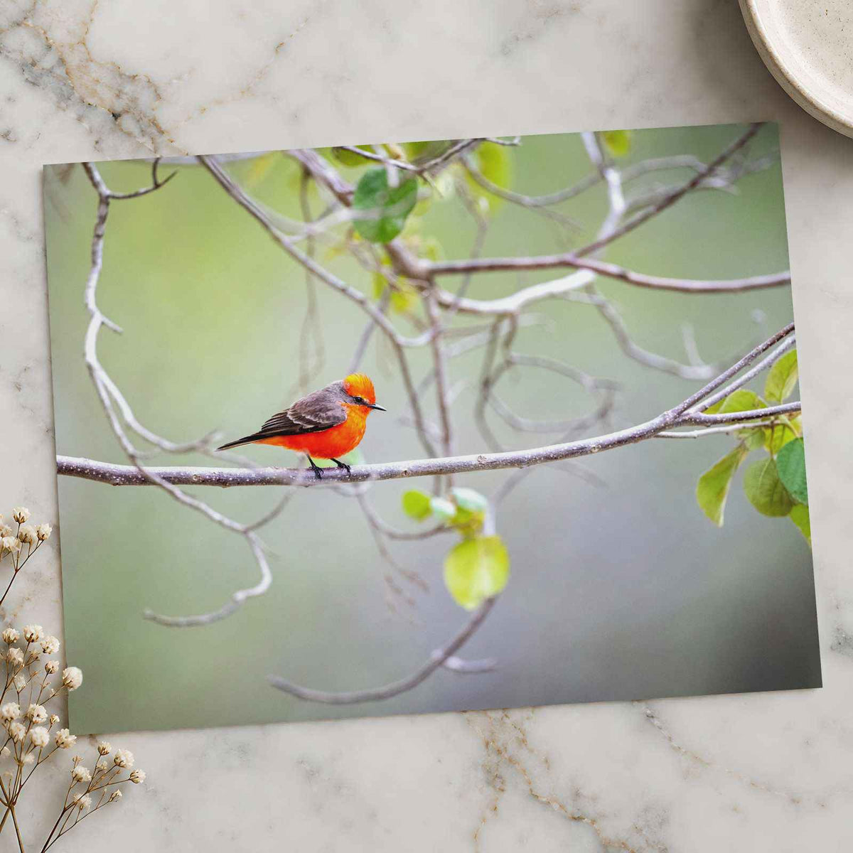 Small Orange Bird Perched on Tree Branch Photo Print (7 Sizes) - Heavyweight