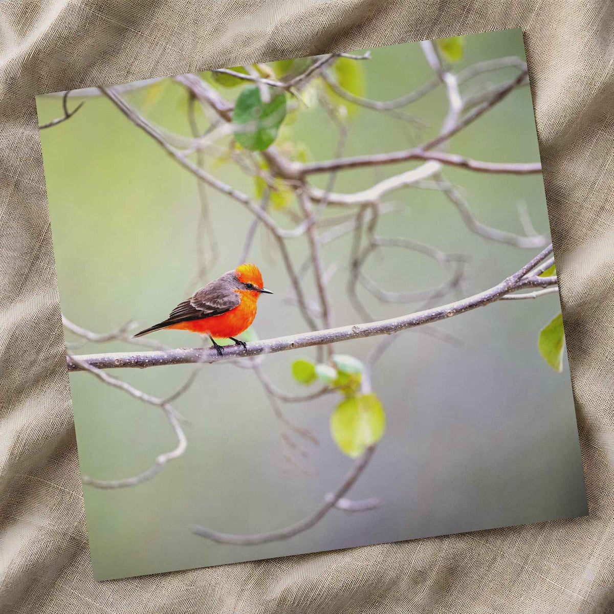 Small Orange Bird Perched on Tree Branch Photo Print (7 Sizes) - Heavyweight