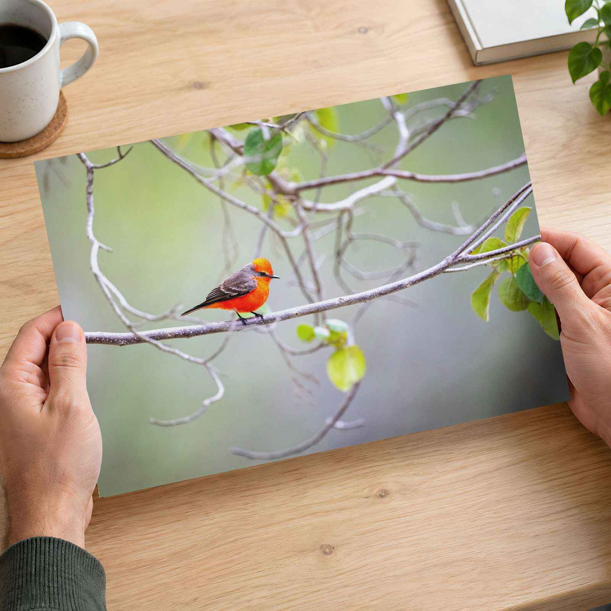 Small Orange Bird Perched on Tree Branch Photo Print (7 Sizes) - Heavyweight