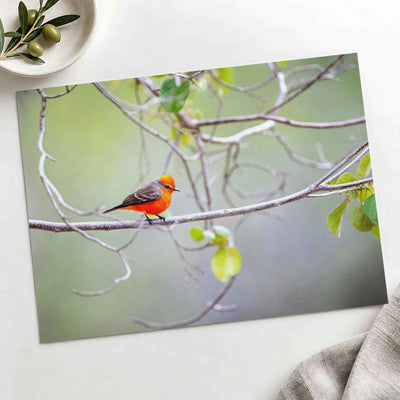 Small Orange Bird Perched on Tree Branch by Matt Bango Photo Print Wall Decor