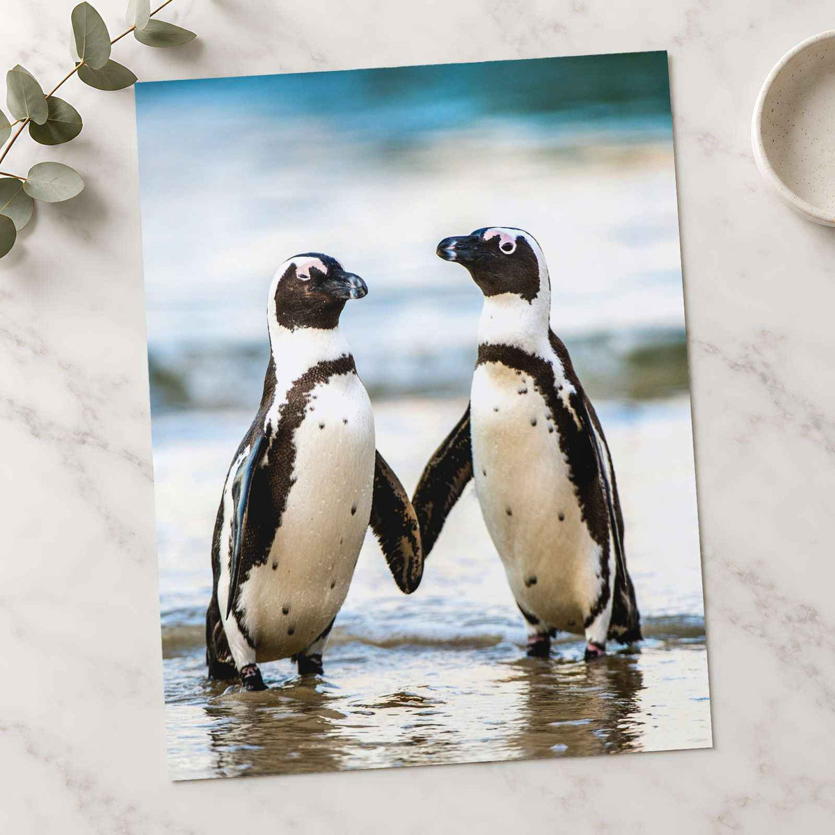 Two African Penguins Touching Flippers Photographic Art Print (6 Sizes)
