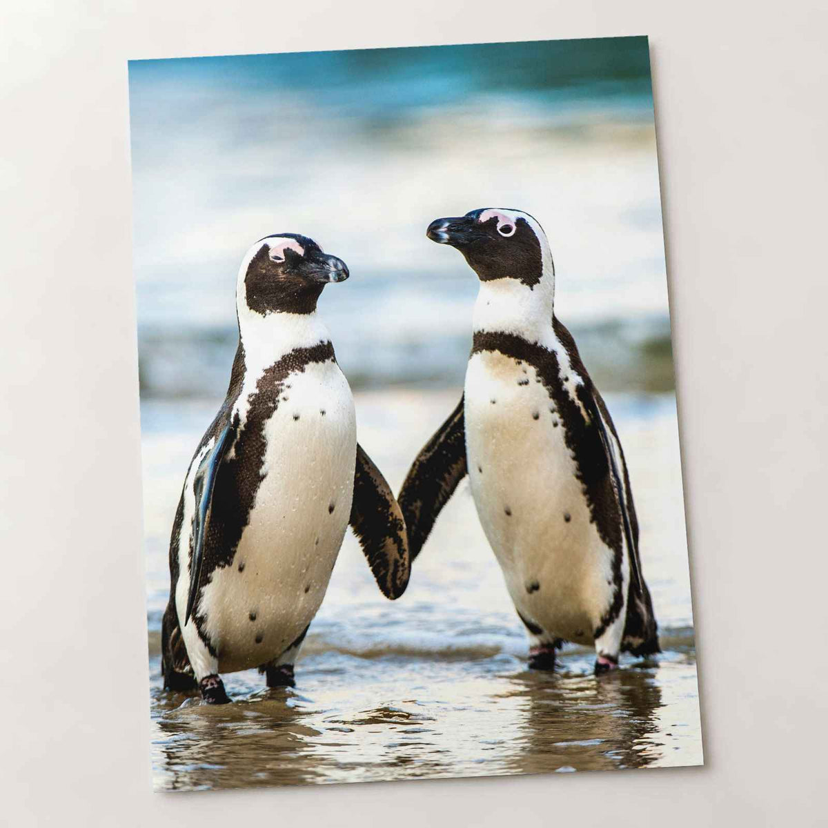 Two African Penguins Touching Flippers Photographic Art Print (6 Sizes)