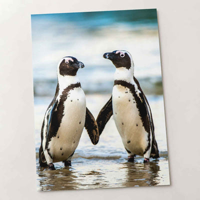 Two African Penguins Touching Flippers Photographic Art Print (6 Sizes)