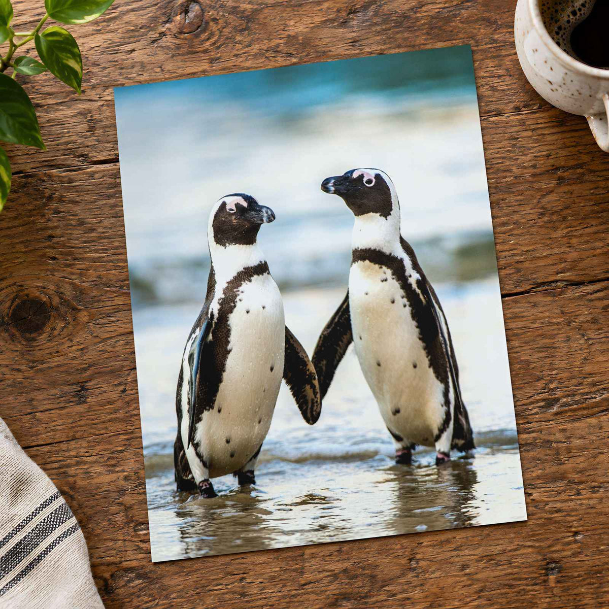 Two African Penguins Touching Flippers Photographic Art Print (6 Sizes)
