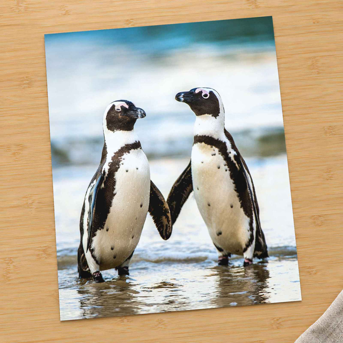 Two African Penguins Touching Flippers Photo Print Wall Decor