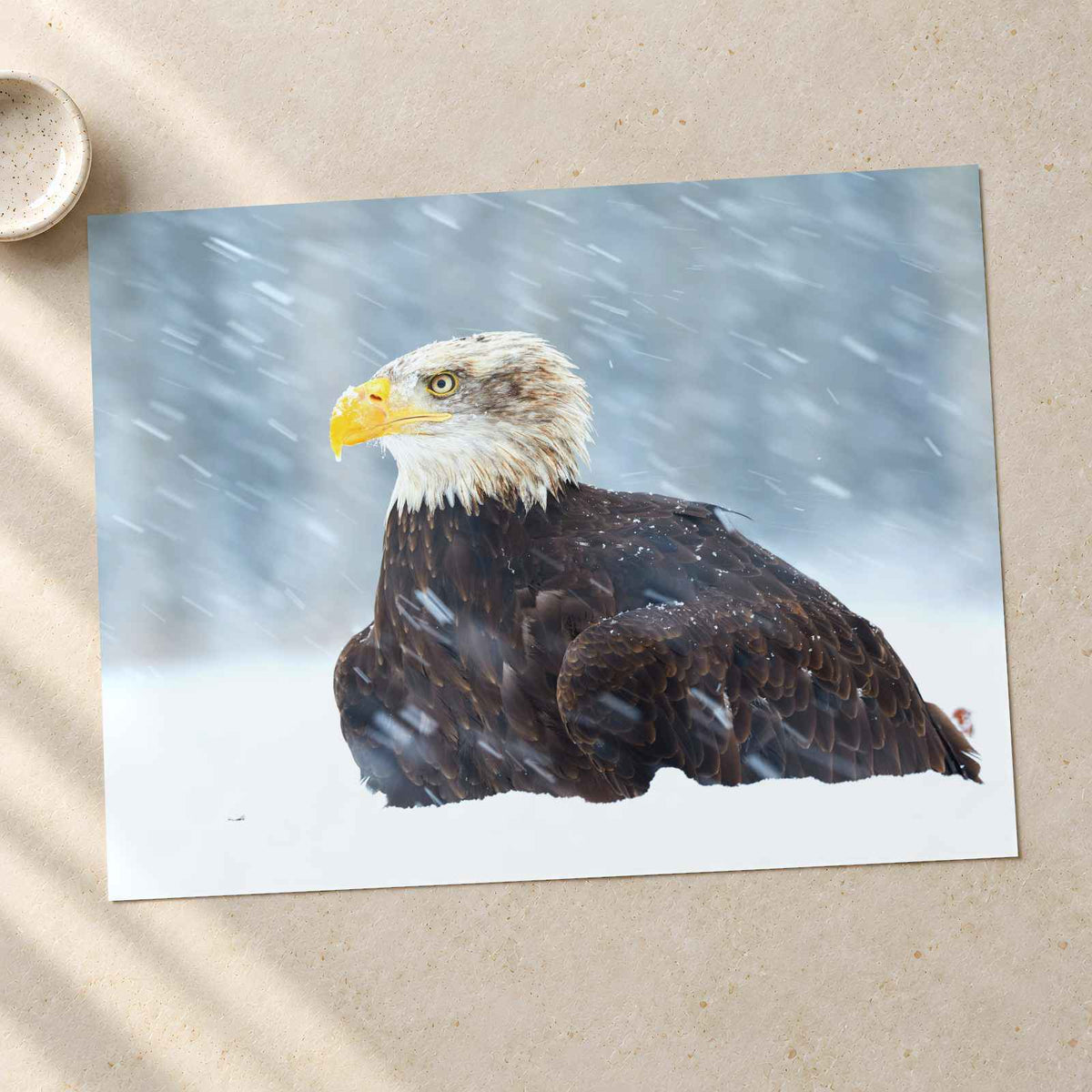 Bald Eagle Sitting in Snow Photography Print (7 Sizes) - Heavyweight
