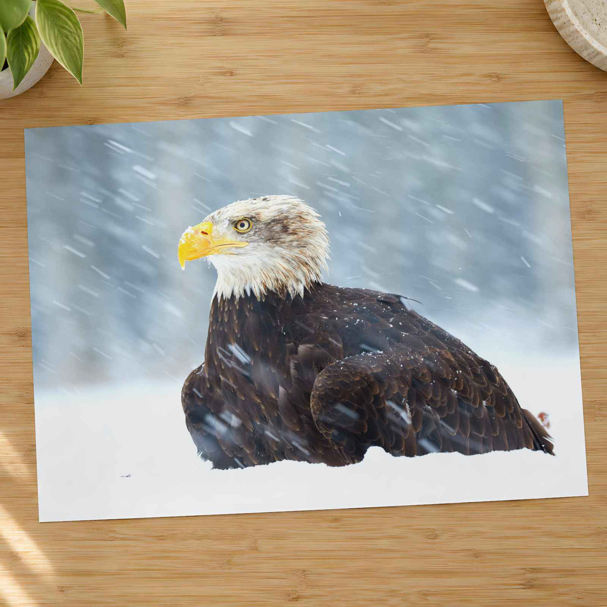 Bald Eagle Sitting in Snow Photography Print (7 Sizes) - Heavyweight