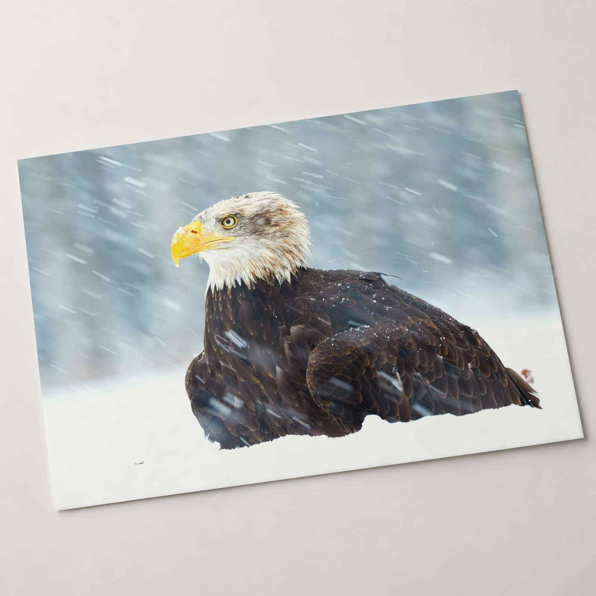 Bald Eagle Sitting in Snow Photography Print (7 Sizes) - Heavyweight