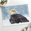 Bald Eagle Sitting in Snow Photography Print (7 Sizes) - Heavyweight