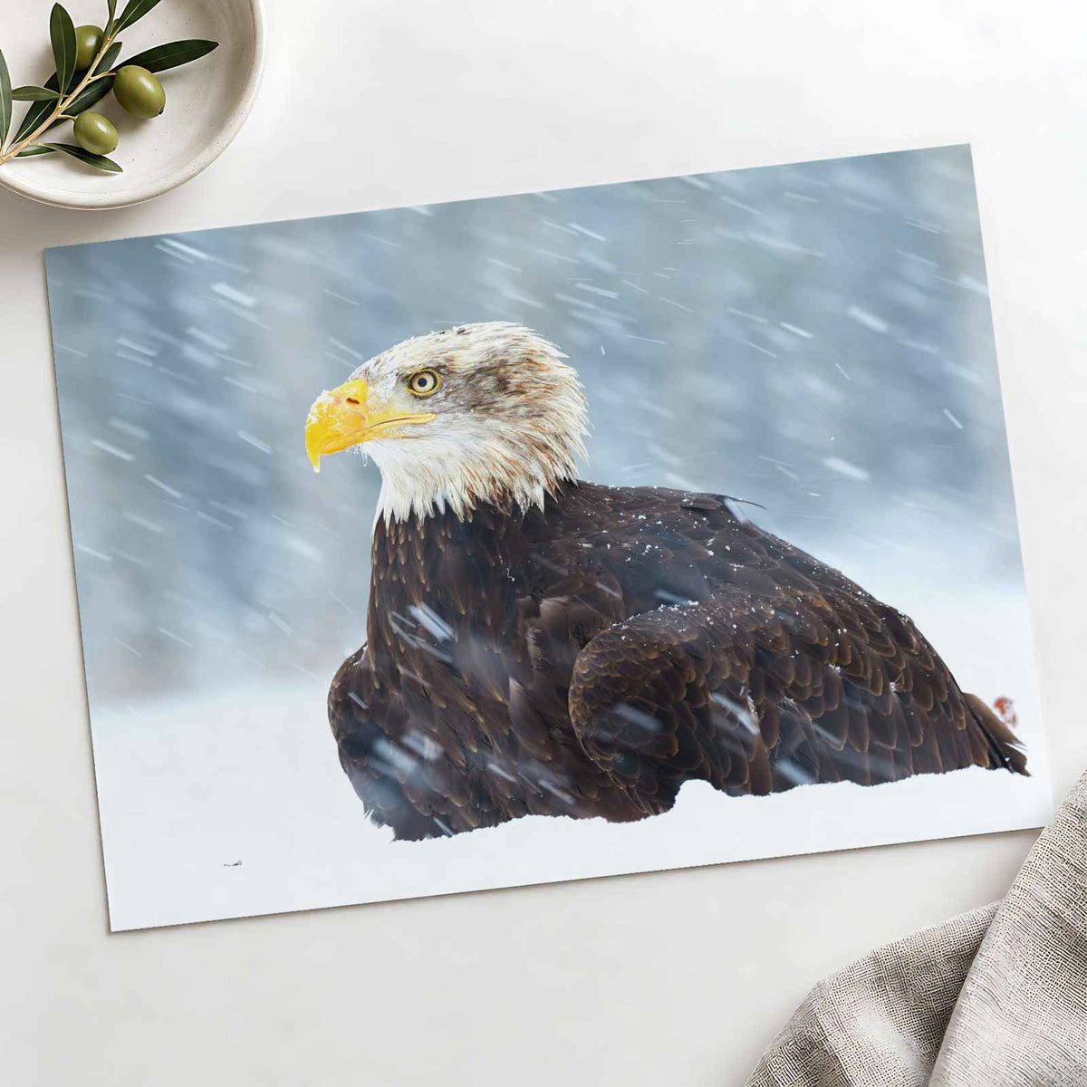 Bald Eagle Sitting in Snow Photography Print (7 Sizes) - Heavyweight