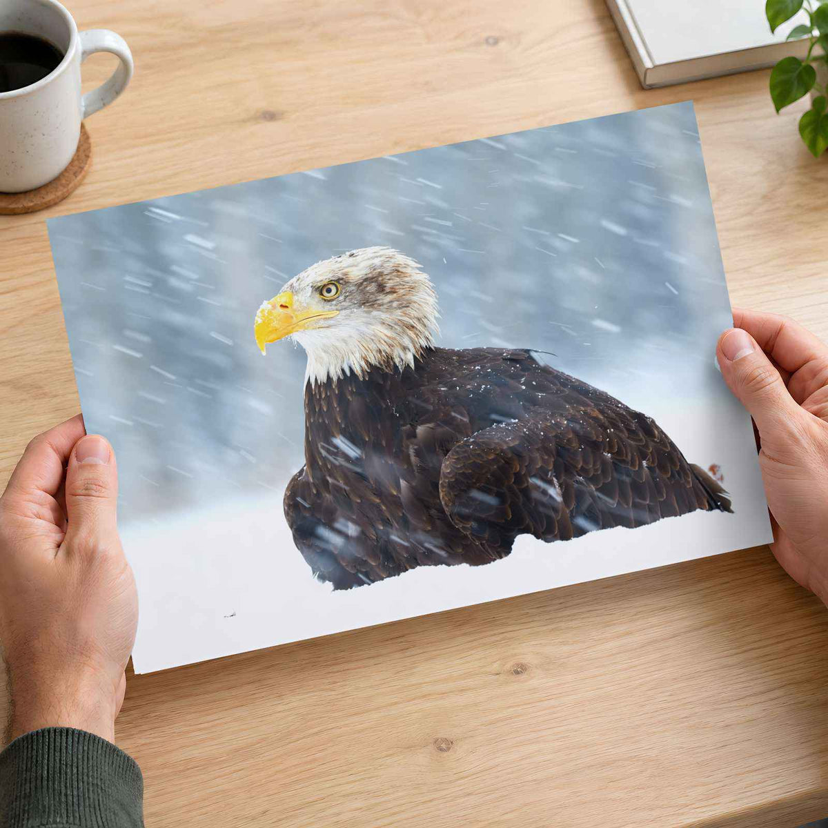 Bald Eagle Sitting in Snow Photography Print (7 Sizes) - Heavyweight