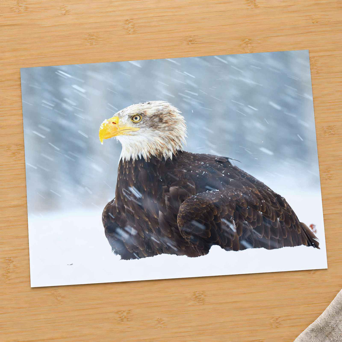 Bald Eagle Sitting in Snow by Zdeněk Macháček Photo Print Wall Decor