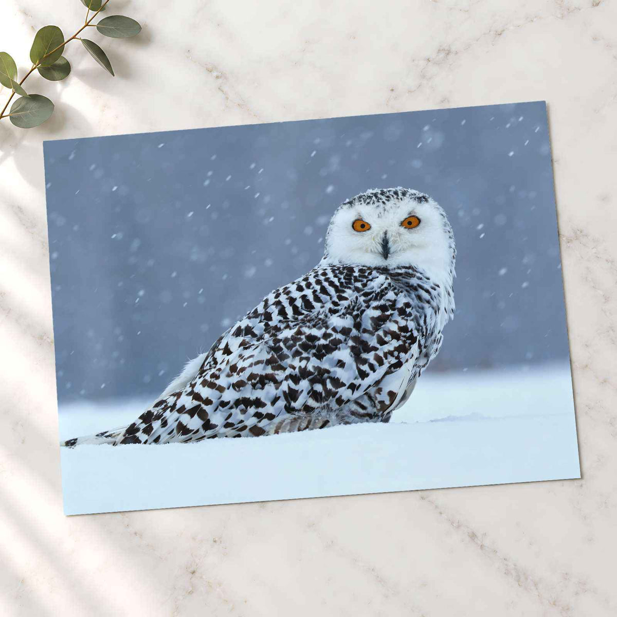 Snowy Owl Sitting in Snow Photo Wall Art (7 Sizes) - Ready to Frame