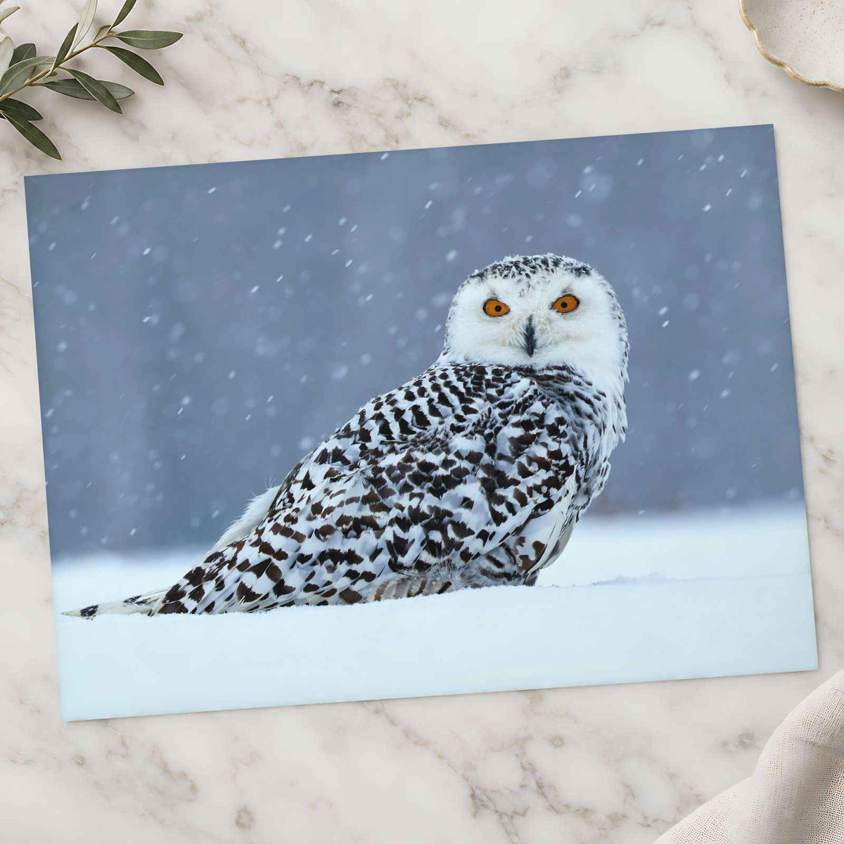 Snowy Owl Sitting in Snow Photo Wall Art (7 Sizes) - Ready to Frame