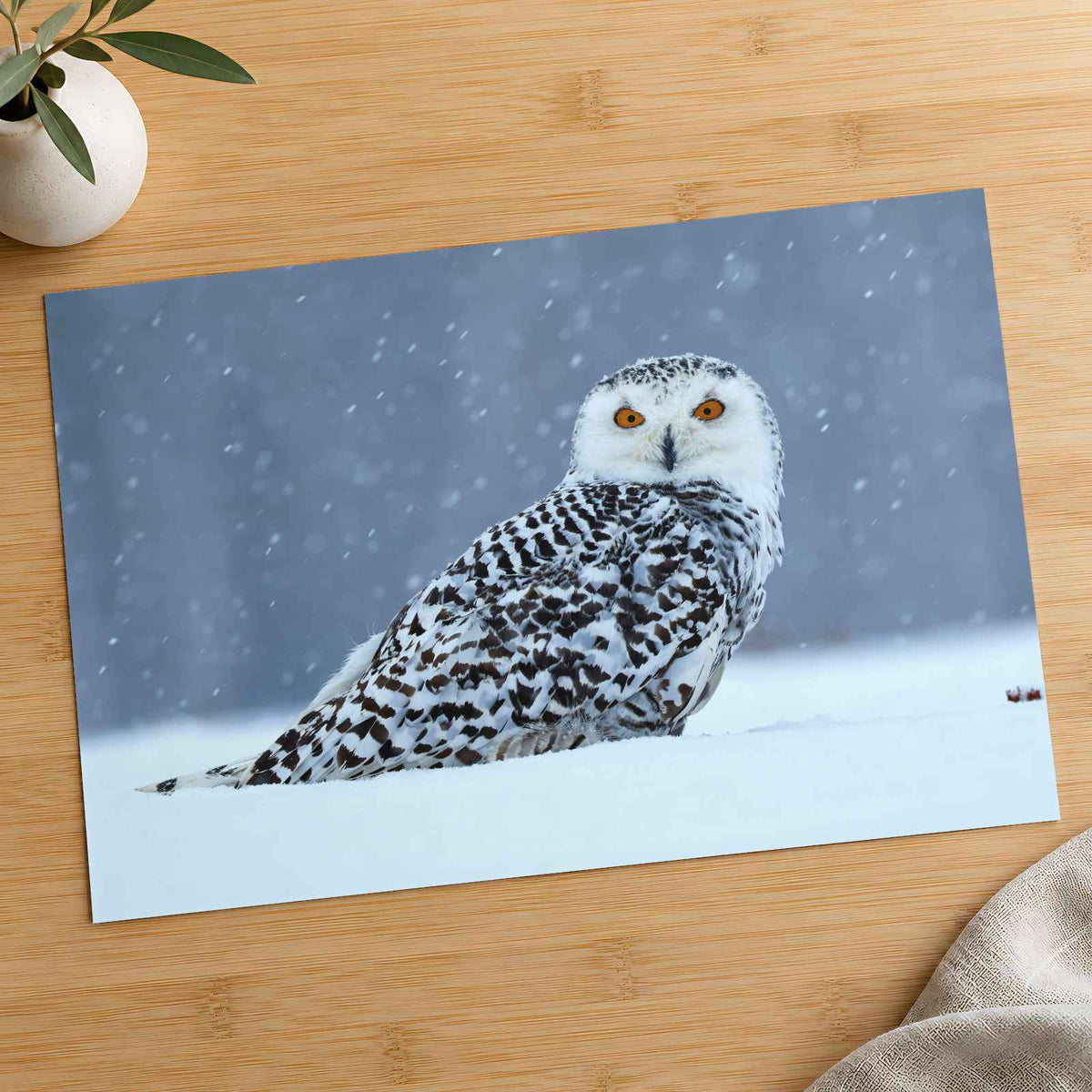 Snowy Owl Sitting in Snow Photo Wall Art (7 Sizes) - Ready to Frame