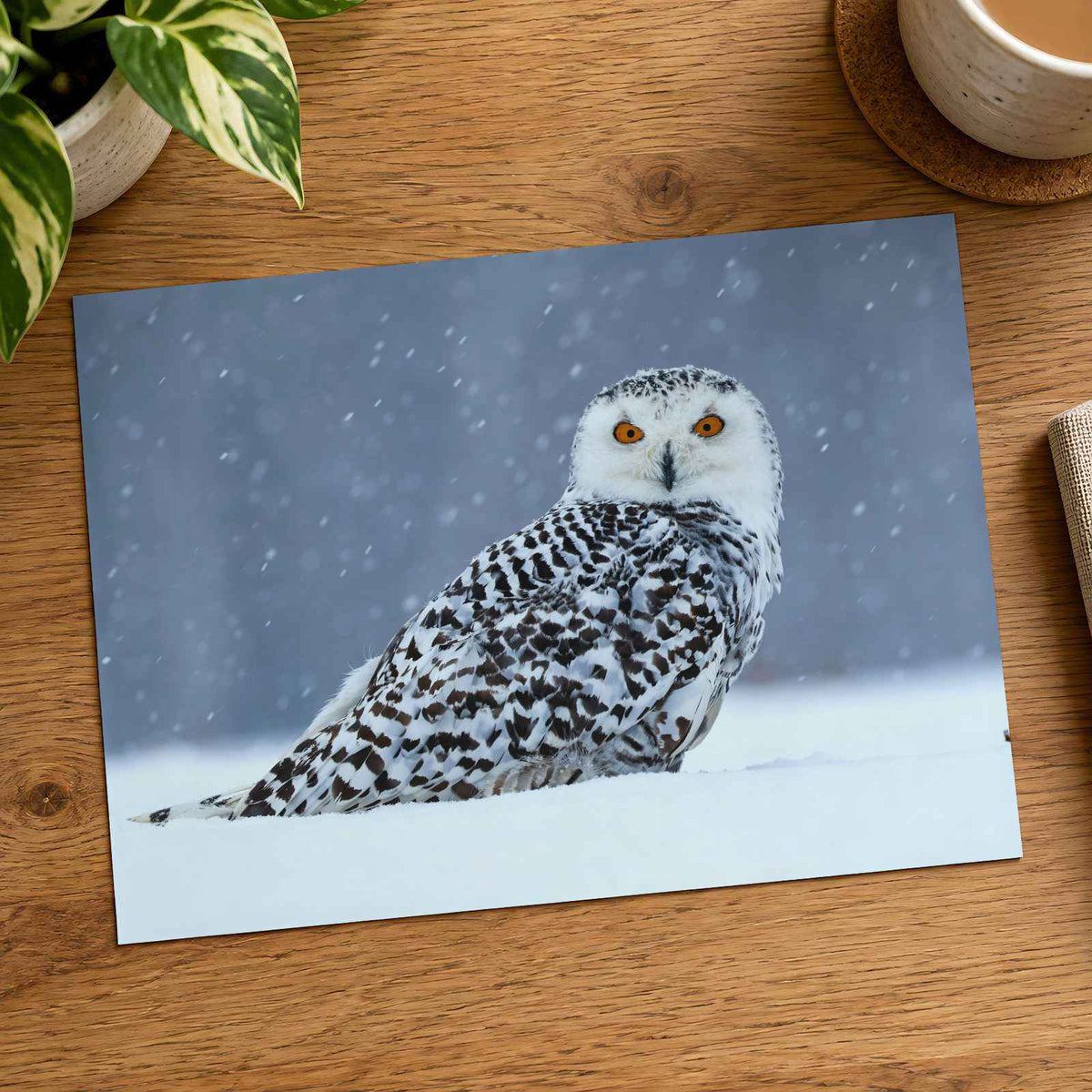 Snowy Owl Sitting in Snow Photo Wall Art (7 Sizes) - Ready to Frame
