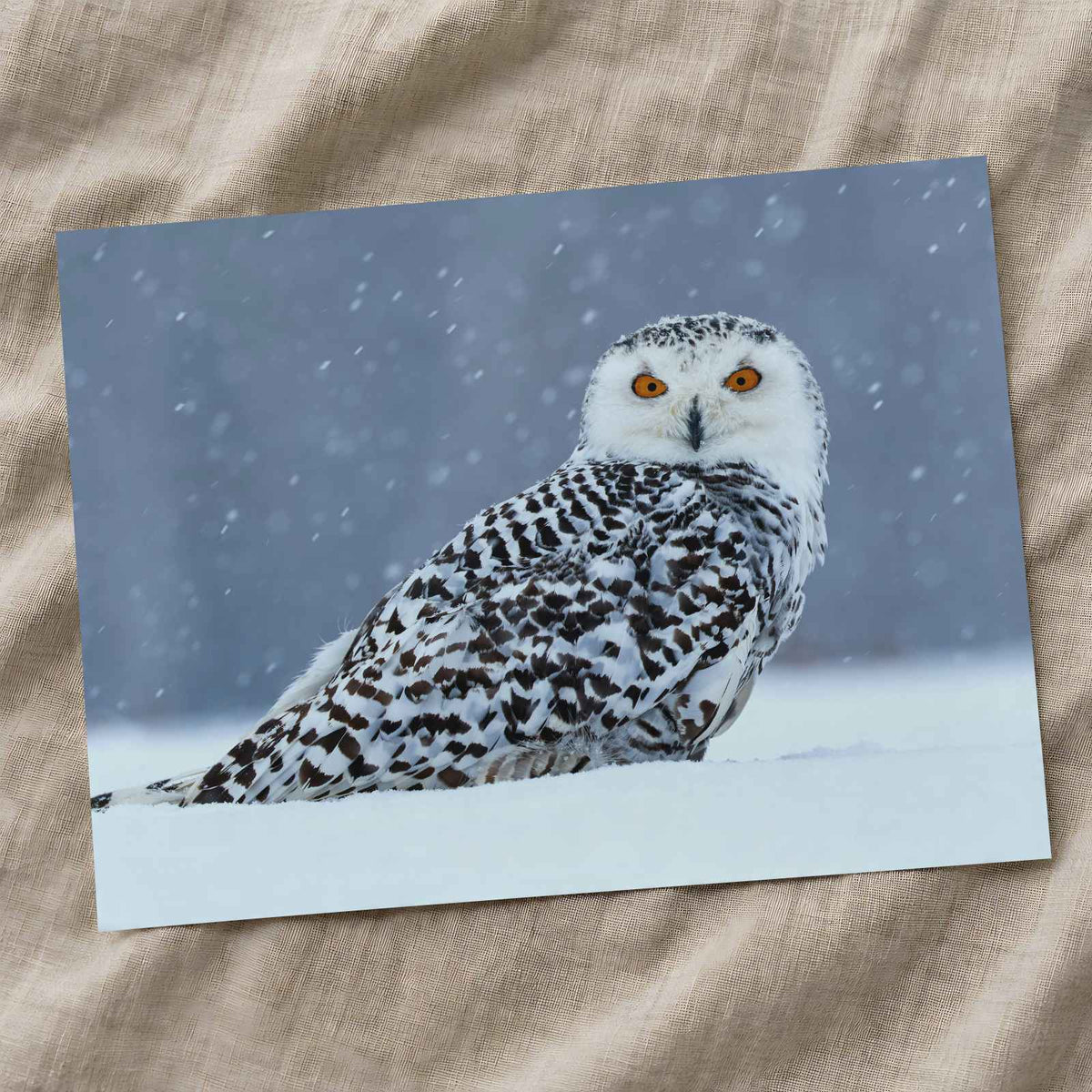 Snowy Owl Sitting in Snow Photo Wall Art (7 Sizes) - Ready to Frame