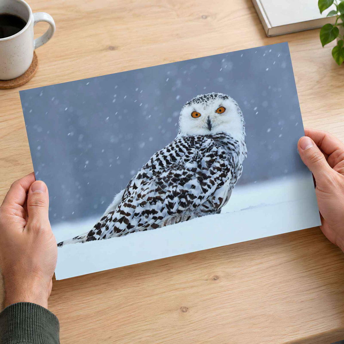 Snowy Owl Sitting in Snow Photo Wall Art (7 Sizes) - Ready to Frame