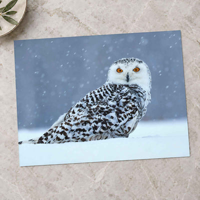 Snowy Owl Sitting in Snow by Zdeněk Macháček Photo Print Wall Decor