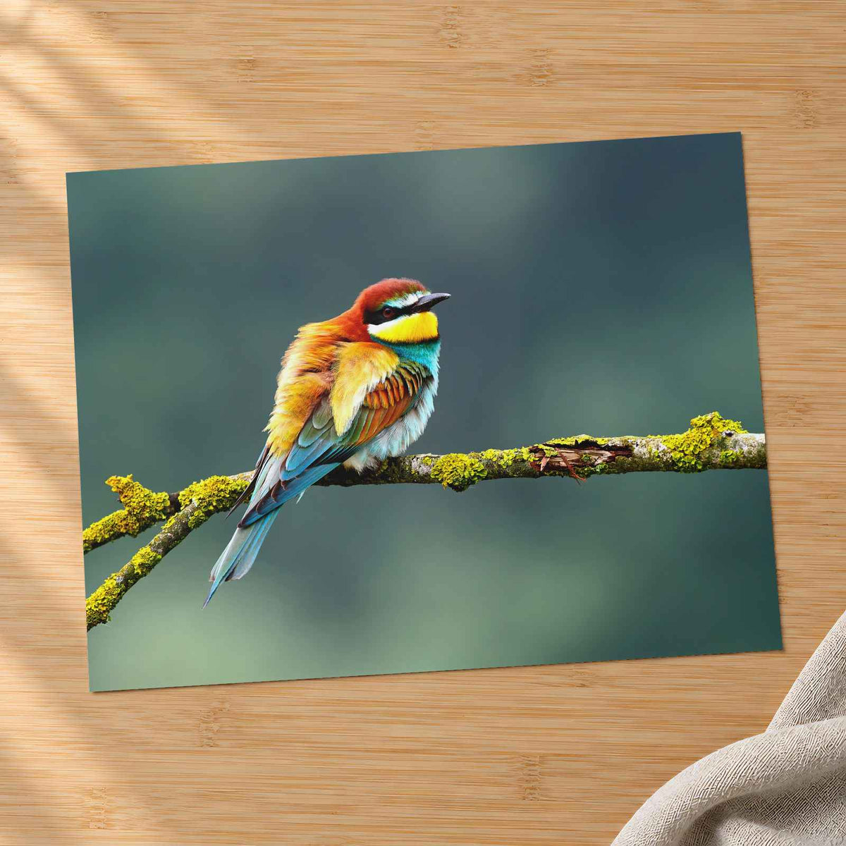 Beautiful European Bee Eater Photo Wall Print (7 Sizes) - Printed in USA