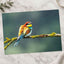 Beautiful European Bee Eater Photo Wall Print (7 Sizes) - Printed in USA